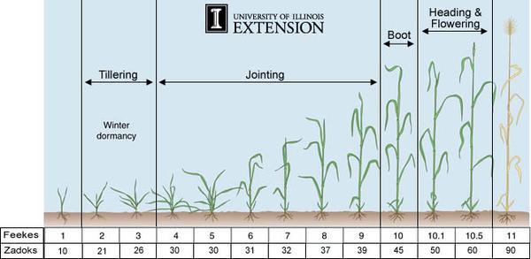 Chart showing stages of wheat from seedling to flowering