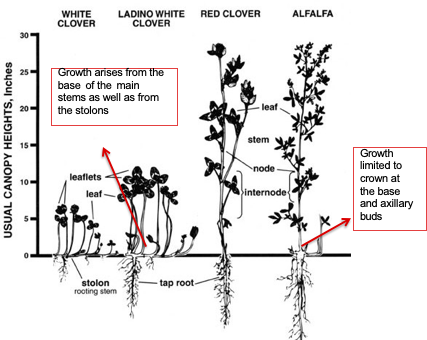 Graph with drawings of the usual canopy heights of white clover, ladino white clover, red clover, and alfalfa from 0-30 inches