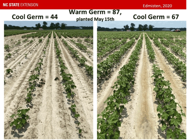 Photo shows better seedling growth with higher levels of cool germ