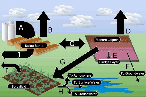 Thumbnail image for How Does Nitrogen Move Through a Swine Farm with a Lagoon-Sprayfield System?