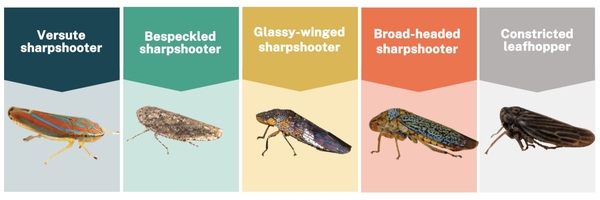 Thumbnail image for Monitoring of Insect Vectors Know to Transmit <i>Xylella Fastidiosa</i> – The Causal Agent of Grapevine Pierce’s Disease - In Three North Carolina Winegrowing Regions