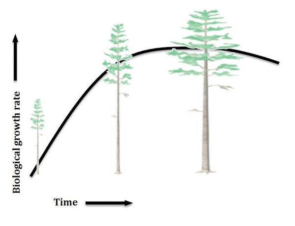 Illustration of the biological growth rate of a tree