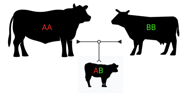 Bull with AA alleles who mates with a dam with BB alleles will parent a calf with AB alleles, one from each parent.