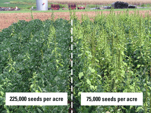 Thumbnail image for Planting Rate Recommendations for Organic Soybean Producers
