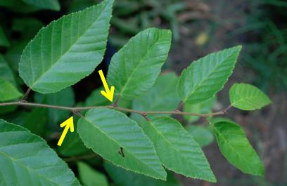 Arrows show how hornbeam leaves are arranged alternately