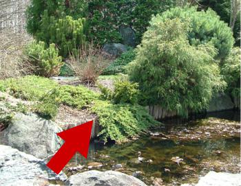 A dwarf Japanese garden juniper trails beside a pond.