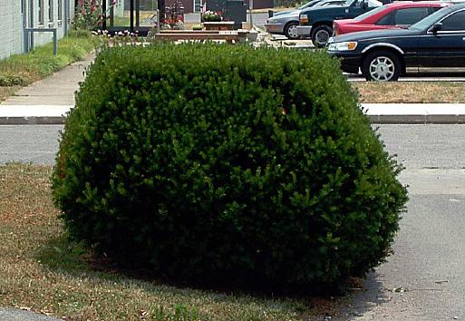 A yew pruned properly with a wider bottom than top