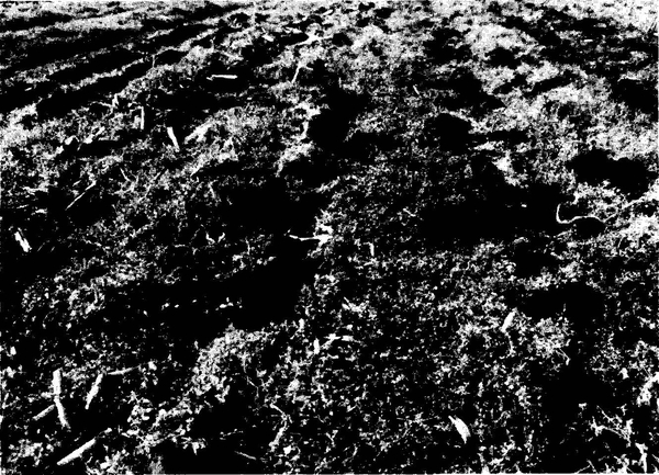 Black and white photo of damaged pasture