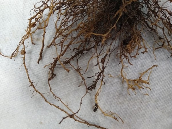 Figure 2. Blackened root tips caused by sting nematode (Belonolaimus longicaudatus) on soybean. In these photos, many of the roots are dark in color, indicating feeding damage, whe