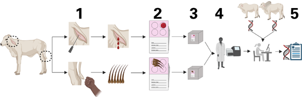 Steps in genomic testing include collecting and preparing samples, shipping, and laboratory analysis.