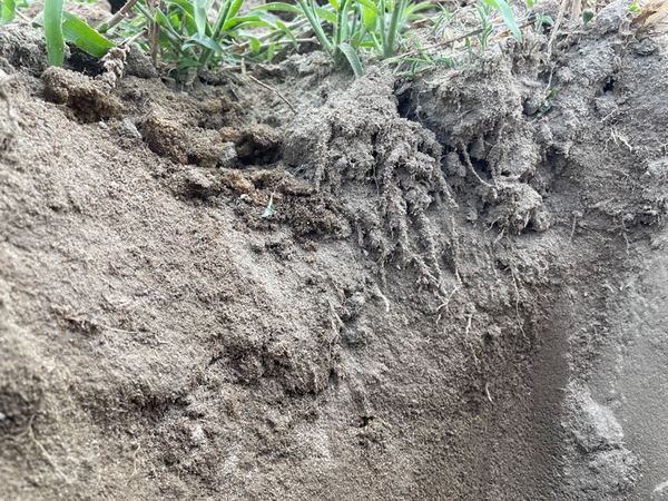 Root growth ends where soil is compacted.