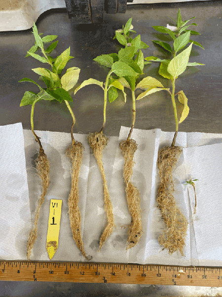 Five sesame plants that were inoculated with M. incognita.