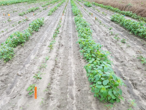 Color photo of field with sweetpotato and Palmer amaranth.