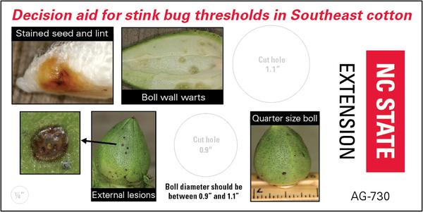 The back side of the decision aid shows pics of stink bug damage