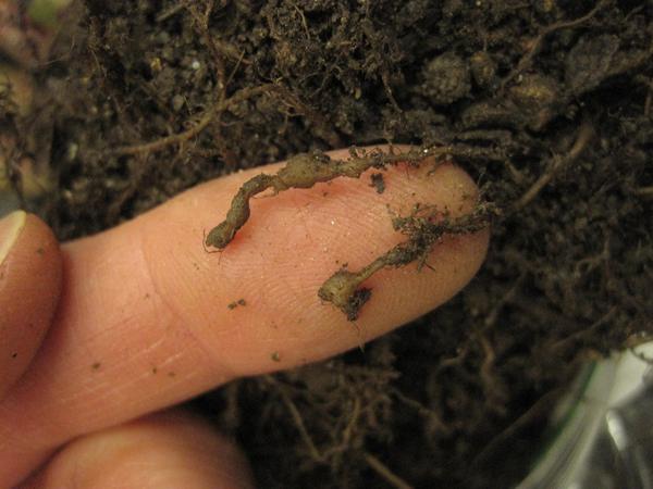 Photo of root-knot nematode galls