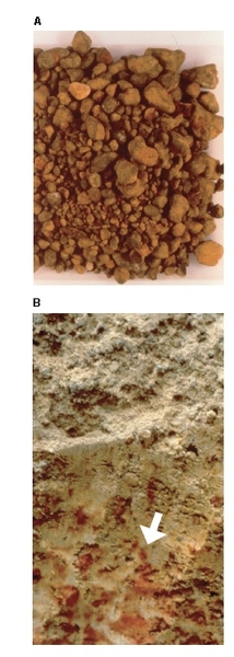 Top photo shows a pile of loose nodules, bottom photo shows embedded in wall with arrow pointing out single nodule.