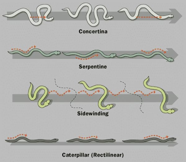 Comparison of concertina, serpentine, sidewinding, and caterpillar locomotion patterns.