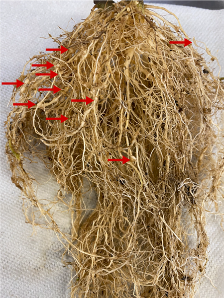 Infected roots with galls, swellings on plant roots that provide nutrients for the infection.