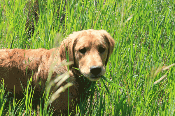 Young dog outdoors with mouthful of grasses