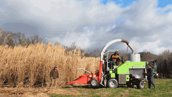 Machine harvester working in field of miscanthus
