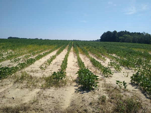 Figure 3. Above-ground symptoms of plant stunting, chlorosis, and plant death in soybean.  Note the irregular patch with affected plants in the foreground and healthy soybeans in t