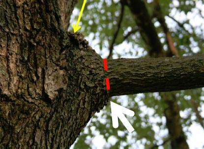 Markers show branch bark ridge and where to make a collar cut