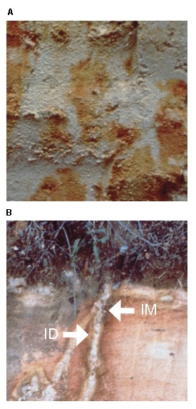 Soil matrix with reddish and gray colored areas (a), soil matrix with arrows pointing to iron depletion and iron mass.