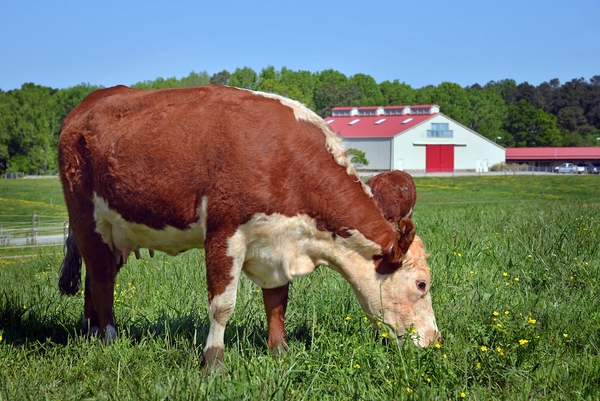 Cow grazing in a pasture.