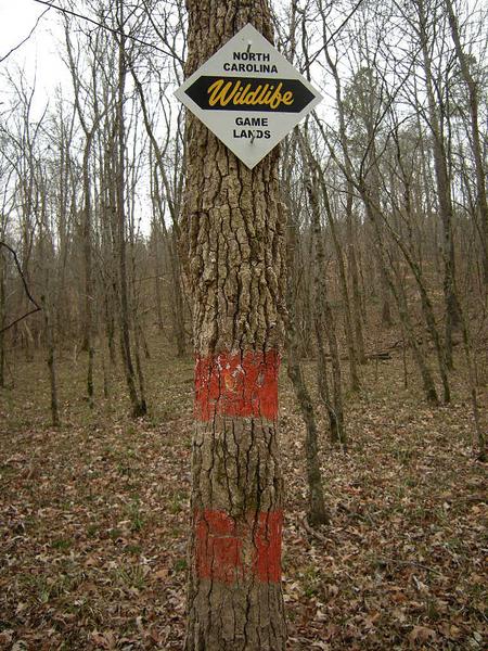 Photo of a painted tree indicating a directional change