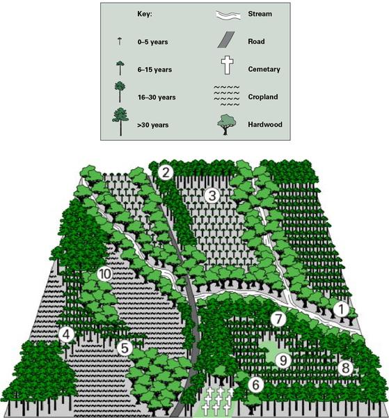 Illustration of a pine plantation plot