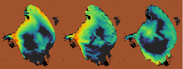 Colors in three satellite images indicate cyanobacterial blooms