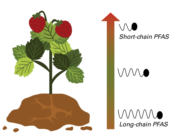 Long-chain PFAS reaches plant roots, medium-chain PFAS reaches leaves, and short-chain PFAS reaches fruit.