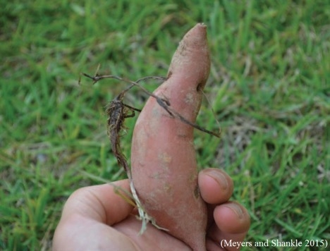 Persona sosteniendo un camote con rizoma de coquillo amarillo