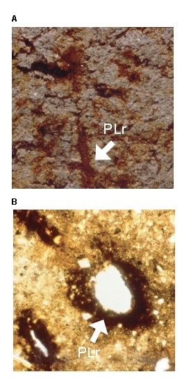 Pore lining around root channels