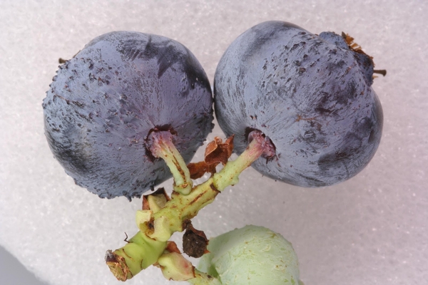 blistered blueberry fruit