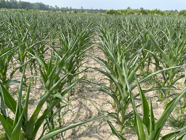 Young corn plants in rows with light colored compacted soil between.