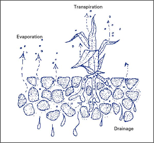 Soil cross section showing drainage, evaporation, transpiration