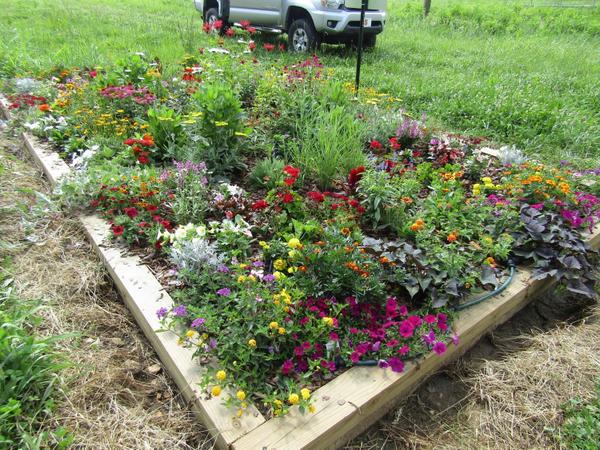 Photo of framed raised bed of multicolored blooming plants