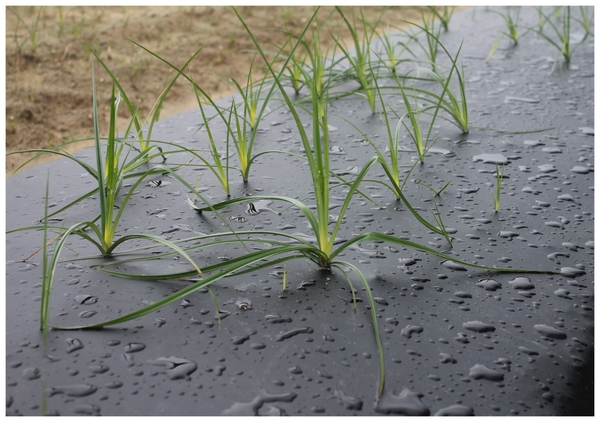 Plantas de coquillo que crecen a través del plástico negro.