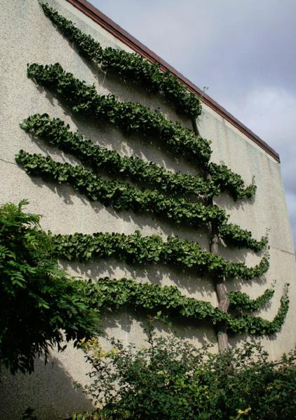 An espalier ginkgo growing on a wall.