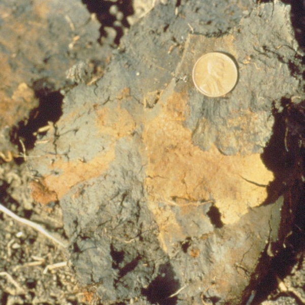 Soil sample with yellowish oxidation next to a gray area and a penny for scale.