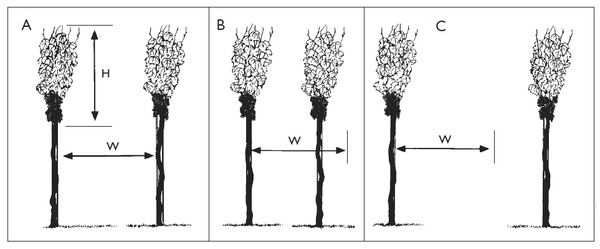 3 illustrations of grapevine rows with different width between rows.