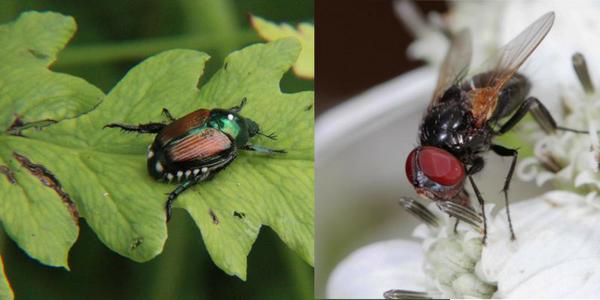 tachinid fly and Japanese beetle