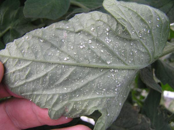whiteflies under tomato leaf