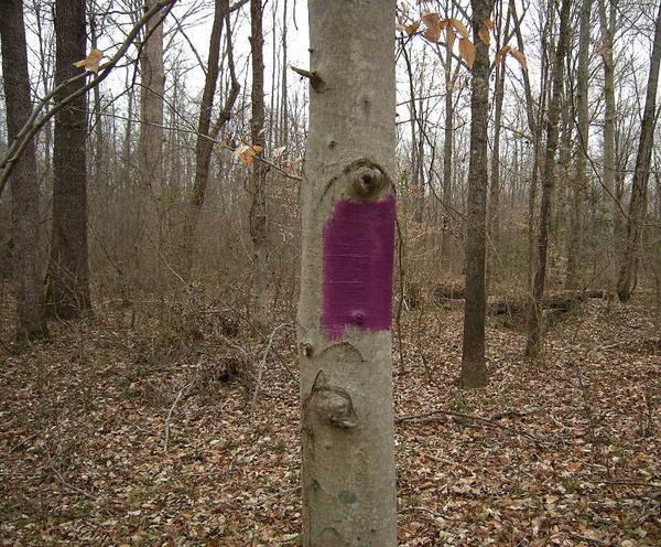 Photo of proper purple paint blazes on a tree