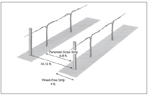 Illustration of perennial grass strip (6-8 feet), weed free strip (4 feet), and 10-12 ft between rows.