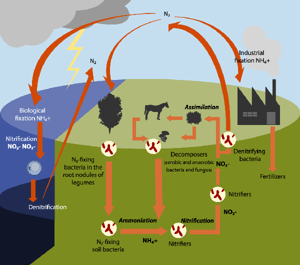 The cycle of nitrogen movement through soil, air, and water.