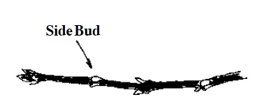 Illustration of branch with labeled side bud