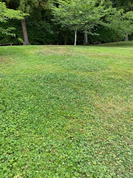 grass lawn with clover mixed in