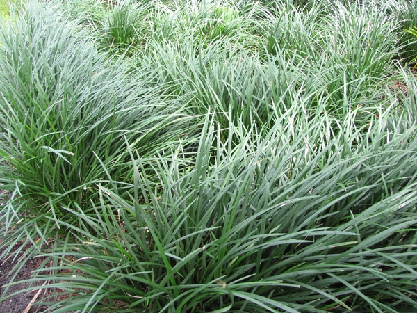 clusters of Mondo grass